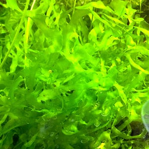 May include: Close-up of vibrant green aquatic plants with delicate, ruffled leaves. The image showcases the lush, textured foliage of the underwater plants, with a focus on their bright, healthy appearance. The plants are likely used for aquarium decoration.