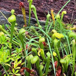 May include: A cluster of vibrant green pitcher plants with yellow hoods and long, slender stems. The carnivorous plants are surrounded by green grass and small, leafy plants, with a backdrop of a weathered log.