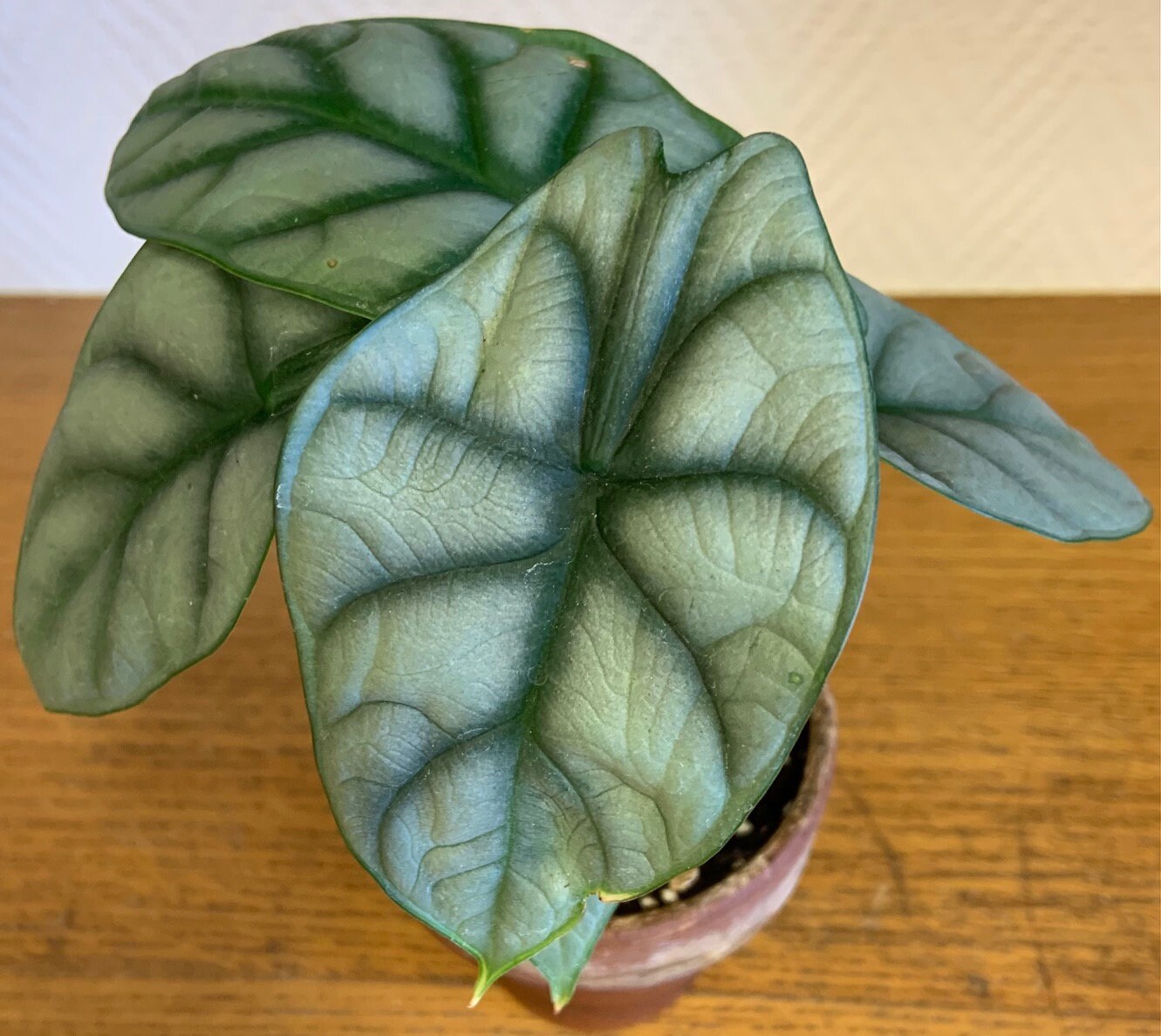 Alocasia Silver Dragon