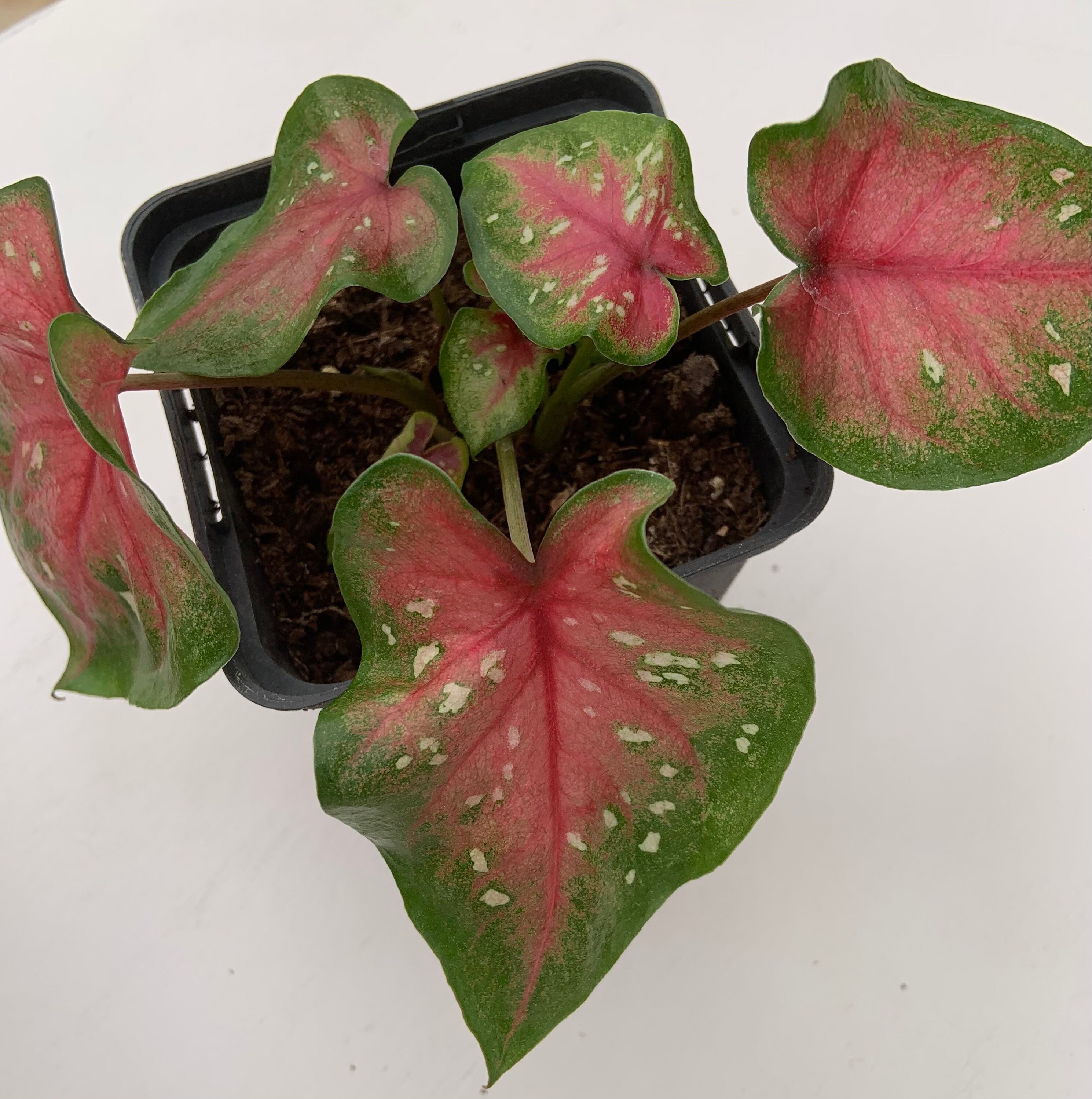 Bébé Caladium Casey