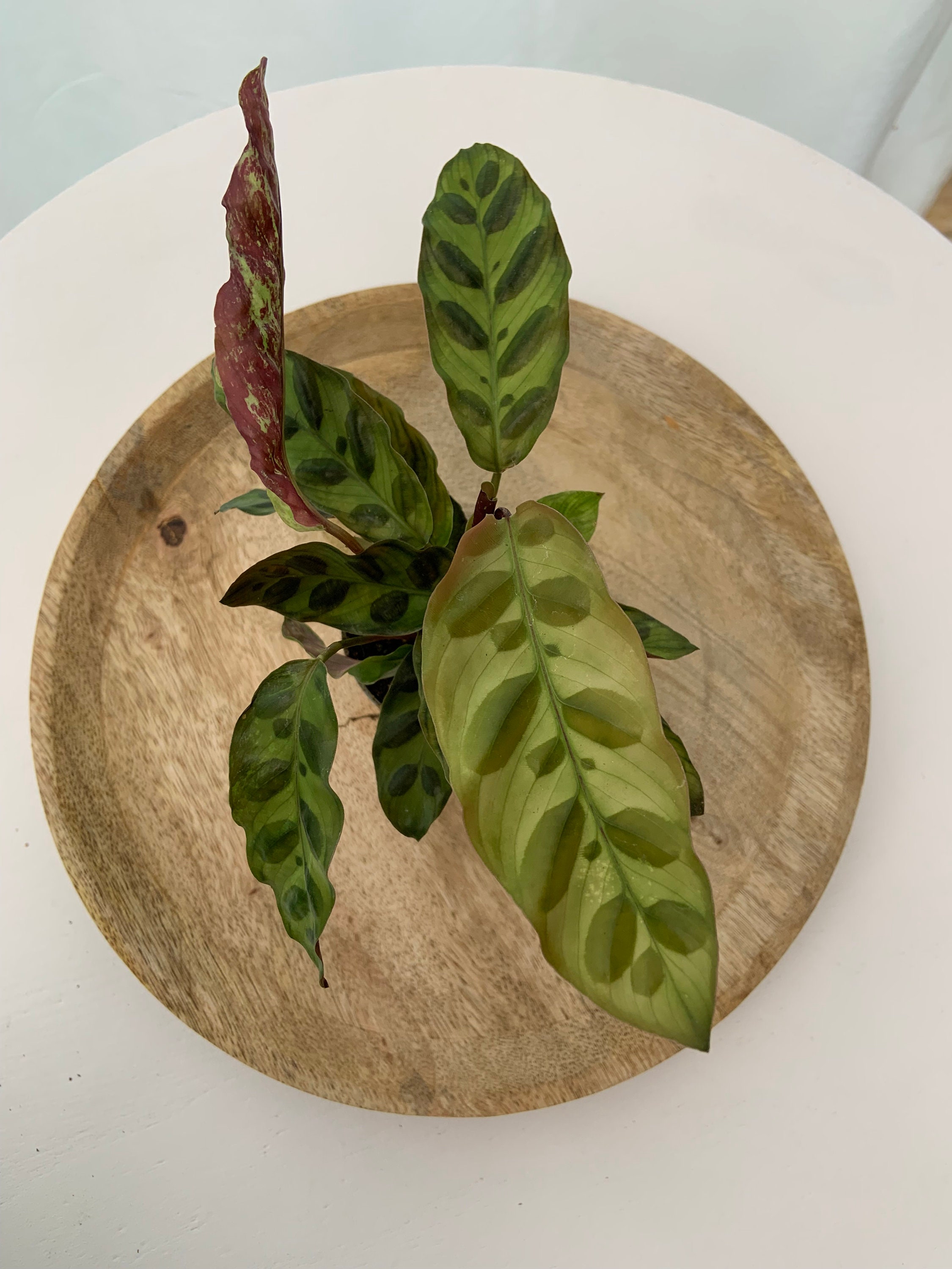 Mini Calathea Lancifolia