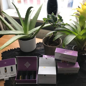 May include: Three purple boxes with the text "Introductory Kit" and "Essential Oils" on them. The boxes are on a table with three potted plants: a green aloe vera plant, a green bromeliad plant with a yellow flower, and a green ficus plant.