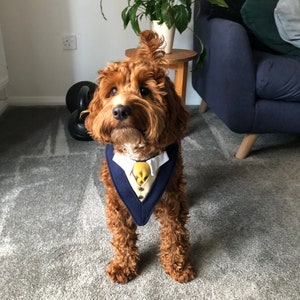 May include: A brown and white dog wearing a blue and yellow tuxedo-style bandana. The dog is standing on a gray carpet in front of a blue couch.