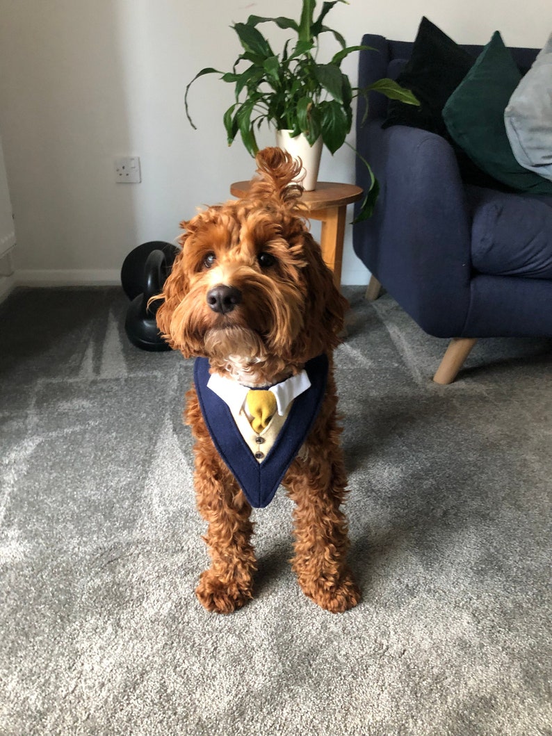 May include: A brown and white dog wearing a blue and yellow tuxedo-style bandana. The dog is standing on a gray carpet in front of a blue couch.