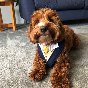 May include: A brown and white dog wearing a blue and white tuxedo-style bandana with a yellow bow tie. The dog is lying on a gray carpet.