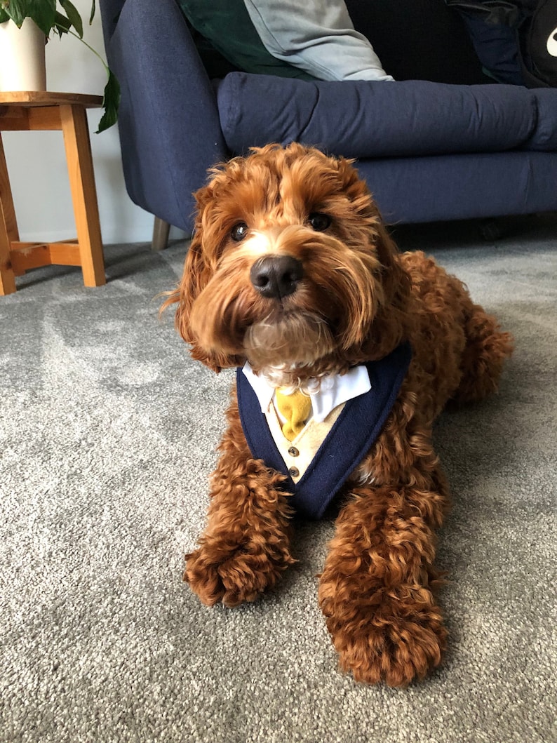 May include: A brown and white dog wearing a blue and white tuxedo-style bandana with a yellow bow tie. The dog is lying on a gray carpet.