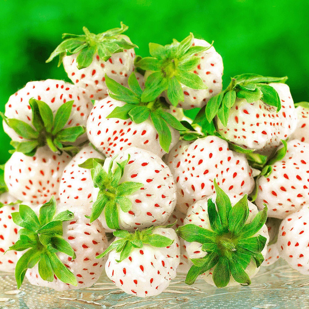 30Seeds White Alpine Strawberry Fragaria Vesca Pineapple Pineb Flavor I3U6 P7G9 