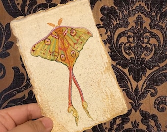 Original Insect Watercolor Painting, Handmade Cotton Paper, Butterfly, Moth, 4x6