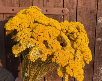 Achillea natural 8-10 stems | Gift | Home Decor | Dried Flowers | Wedding | Cake Decoration | Boho | Flower Decor