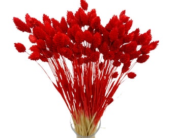 Getrocknete Phalaris Red 80+ Stängel | Getrocknetes Kanariengras | Getrocknete Blumen | Natürliche Trockenblumen | Getrocknetes Blumenarrangement
