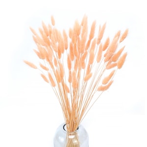 Peach Bunny Tails -70 stems - Natural Dried Lagurus | Gift | Home Decor | Dried Flowers Bunny tails | Wedding | Cake Decoration | Boho