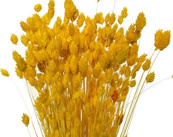 Dried Yellow Phalaris 80+ stems | Dried Canary Grass | Dried canary grass | Dried florals | Natural dried flowers | Flower arrangement