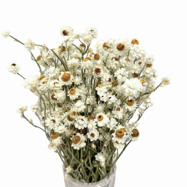 Dried Ammobium bunch | White everlasting flowers | Dried flowers| Rustic decor | Wedding | Flower arrangement | DIY | Handpicked bouquet