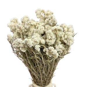 Dried White Anaphalis Flowers | Natural Rustic Dried Field Flowers for Wedding Decor & Flower Arrangements