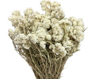 Dried White Anaphalis Flowers | Natural Rustic Dried Field Flowers for Wedding Decor & Flower Arrangements