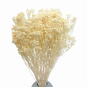Broom Bloom bleached 100g - dried flowers - floristry material - bouquet filler - white flower bunch