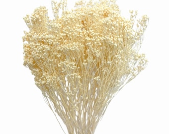 Broom Bloom bleached 100g - dried flowers - floristry material - bouquet filler - white flower bunch