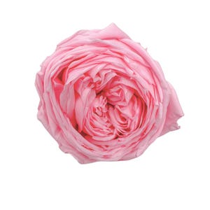 6 pcs. Preserved Garden Roses | Everlasting Rose | Preserved Flower - Pink - Medium Size
