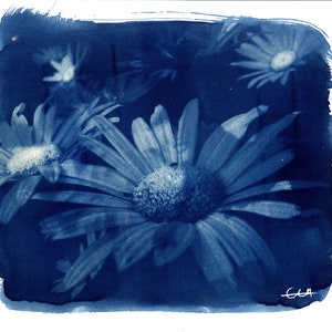 Cyanotype A4 Print - Daisy Days - Floral Photography