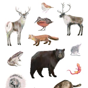 Animaux du Québec Adesivos | Adesivos Washi