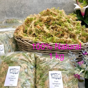 1 Bag 4L Fresh Green Sphagnum Moss for Plants Pots Daffodils Hyacinth  Spring Bulbs & Terrariums -  Denmark