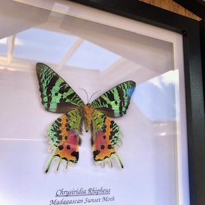 May include: A framed Madagascan Sunset Moth, Chrysiridia Rhipheus, with green, blue, orange, and pink wings. The moth is displayed in a black framed shadow box with a white background. The text "Chrysiridia Rhipheus Madagascan Sunset Moth" is visible.