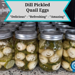May include: A collection of glass jars filled with dill pickled quail eggs. The jars are sealed with silver lids and contain white eggs, green dill, and cucumber slices. Text on the image reads "Dill Pickled Quail Eggs" and "Delicious" - "Refreshing" - "Amazing".