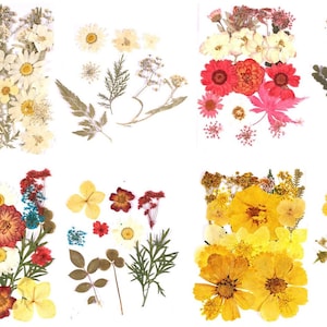 4er Set Trockenblumen verschiedene Farben getrocknete Blumen für Dein DIY Projekt zur Dekoration als Bastelidee Trockenblume