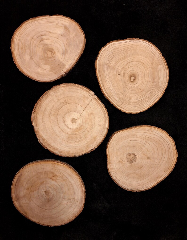 Tree Disc With Bark Real Wood Tree Discs for Your DIY Project Side