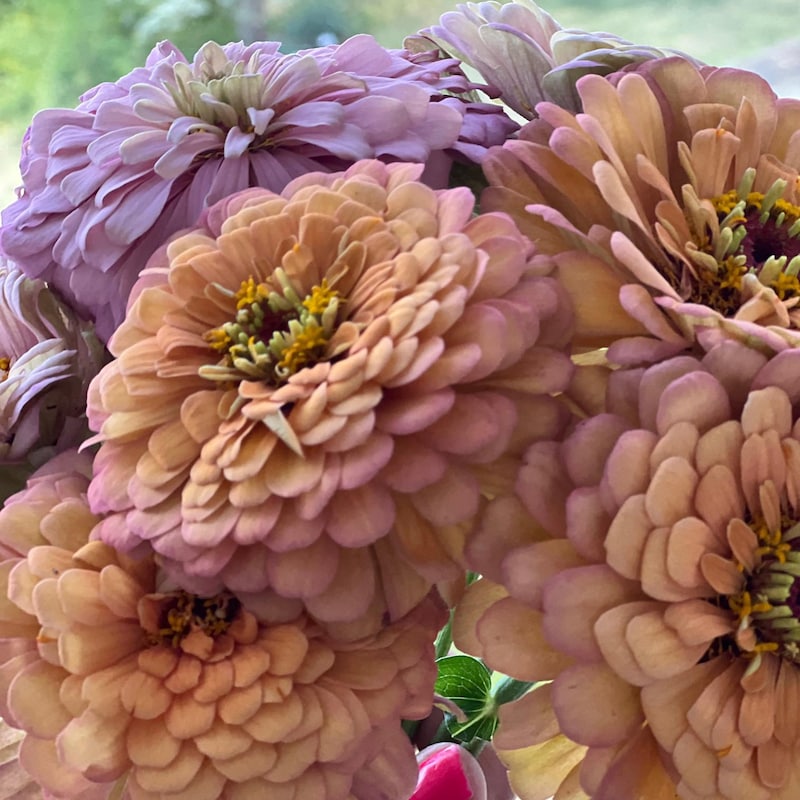 Breathtaking Rare Zinnia Seeds Moment Art Breathtaking Rare Zinnia Seeds Moment Art