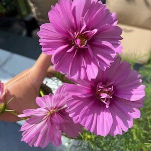 Può includere: Tre fiori di cosmo rosa con centri gialli. I fiori sono tenuti in una mano e sono a fuoco. Lo sfondo è sfocato e mostra un patio con piante verdi.