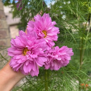 May include: A hand holds three pink cosmos flowers with yellow centers. The flowers are in focus, while the green foliage behind them is blurred.