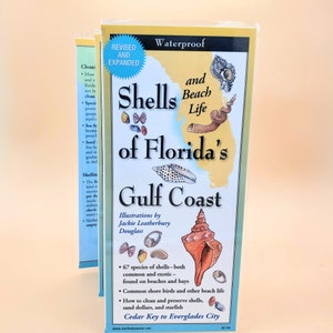 Florida Shell Guide Seashell Guide Seashell Sammeln Florida Beach Tiere