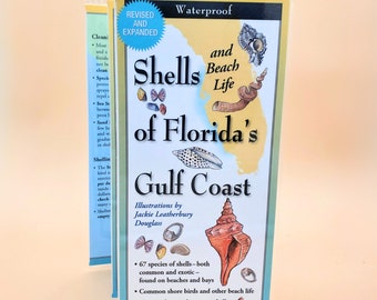 Florida Shell Guide Gulf Coast Shells Seashell Guide Seashell Collecting Florida Beach Animals