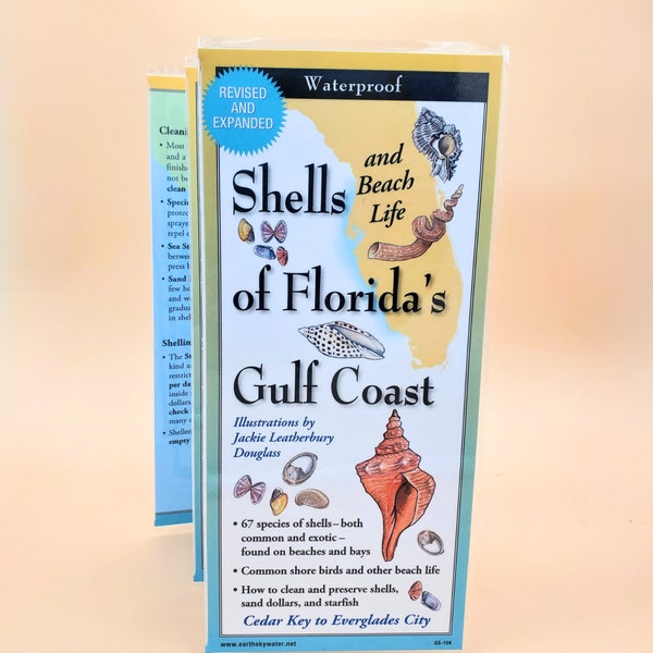 Florida Shell Guide Gulf Coast Shells Seashell Guide Seashell Collecting Florida Beach Animals