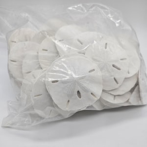 White Sand Dollars  2.25 to 2.5 inches for crafts
