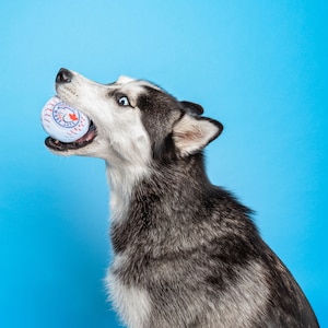 Toronto Woofjays Eco-Friendly Canadian Parody Plush Dog Toys - Made with Recycled Material & Biodegradable Packaging Blue Jays Baseball