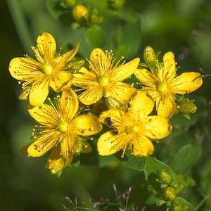 May include: Close-up of a cluster of bright yellow St. John's Wort flowers in bloom. The flowers have five petals each and are arranged in a circular pattern. The background is a blurred green.