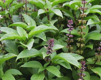 250 Holy Basil Rama Tulsi Seeds (Ocimum tenuiflorum) - Fresh UK Seeds Non GMO