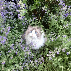 ORGANIC - 100 Catnip Catmint Nepeta Cataria Seeds - Fresh UK Seeds Non GMO