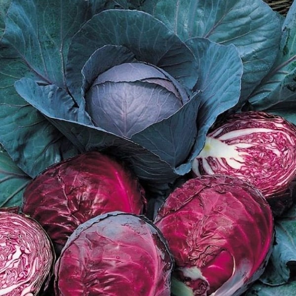 ORGANIC - 100 Cabbage Red Drumhead Heirloom Seeds - Fresh UK Seeds Non GMO