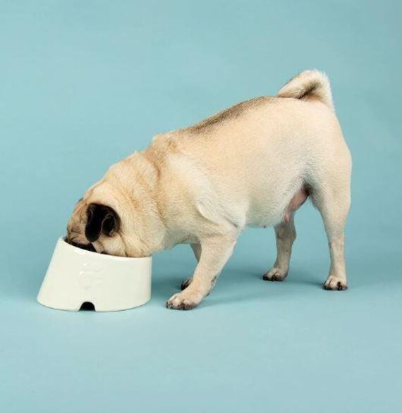 Flat dog bowl hotsell