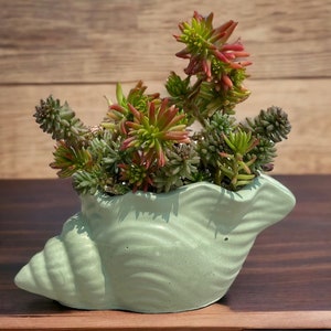 Seashell Planter Concrete Seashell Succulent Pot Cute Conch Shell Flower Vase Seashell Cactus Cement Planter Cement Seashell Planter image 6