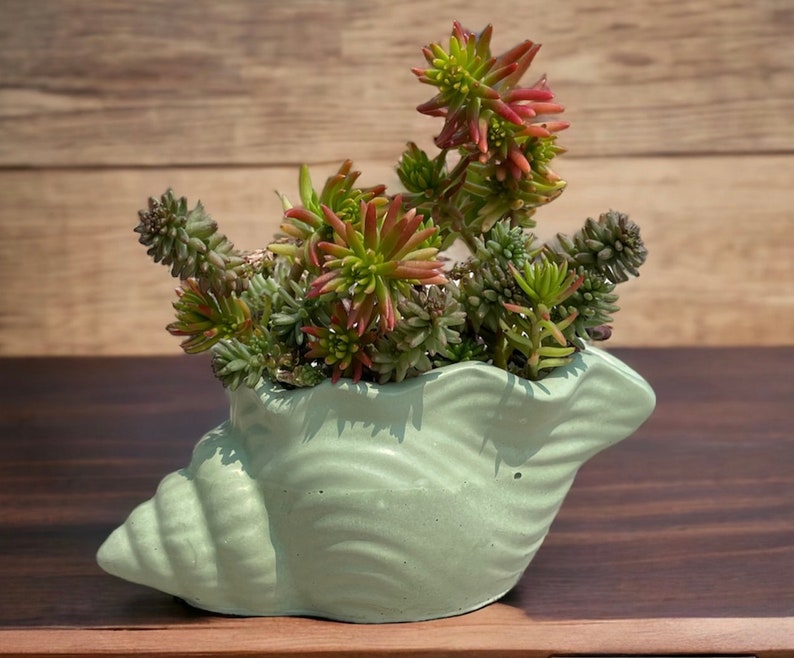 Seashell Planter Concrete Seashell Succulent Pot Cute Conch Shell Flower Vase Seashell Cactus Cement Planter Cement Seashell Planter image 6