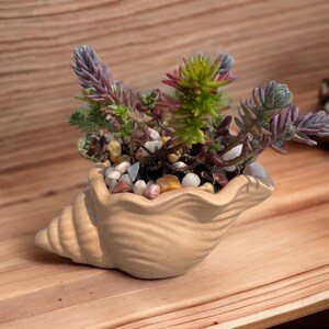 Seashell Planter Concrete Seashell Succulent Pot Cute Conch Shell Flower Vase Seashell Cactus Cement Planter Cement Seashell Planter image 8