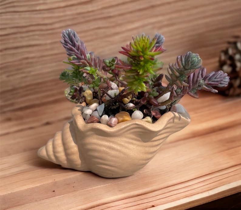 Seashell Planter Concrete Seashell Succulent Pot Cute Conch Shell Flower Vase Seashell Cactus Cement Planter Cement Seashell Planter image 8