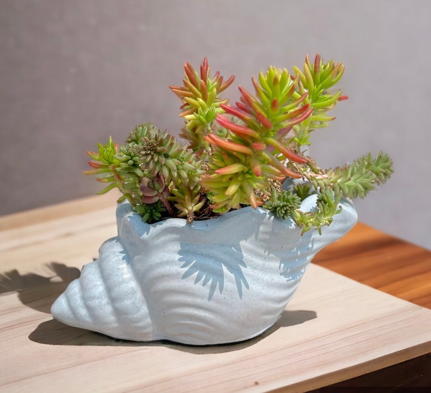 Large Shell Planter -  Canada