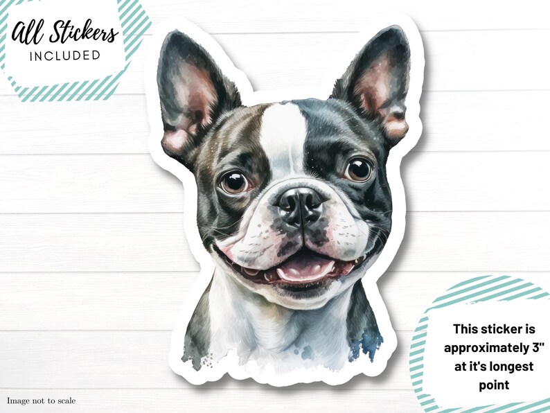 Boston Terrier Sticker Pack 29 Stickers Included Decal Sticker Boston
