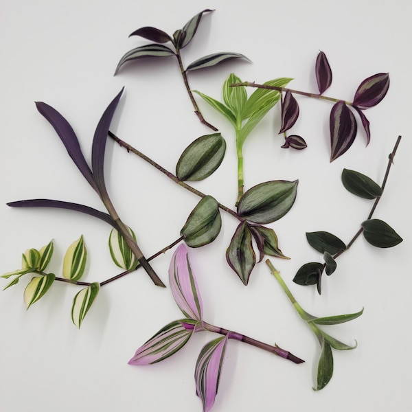 5 cuttings of Tradescantia  wandering jew for propagation-5 unrooted cutting mystery box-tradescantia cuttings variety pack