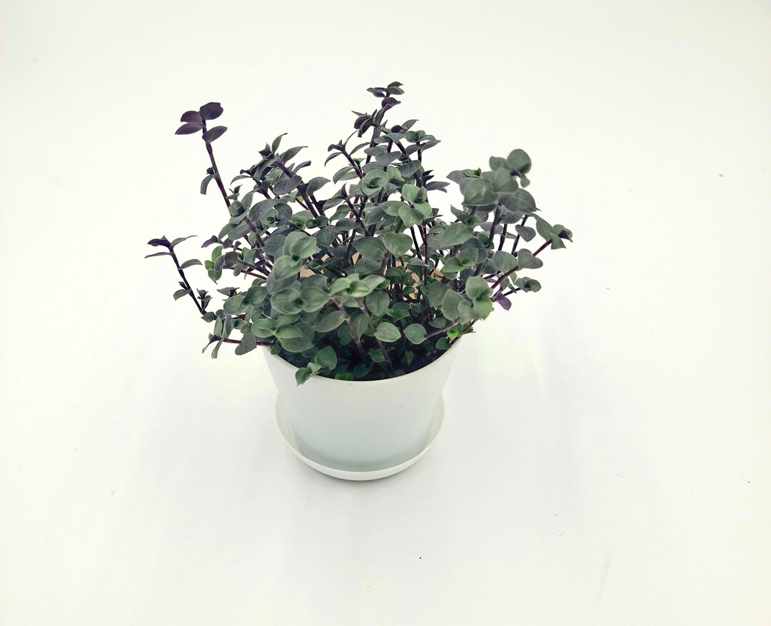 Tradescantia Bridal Veil Plant Bolivian Jew Minima Callisia Etsy